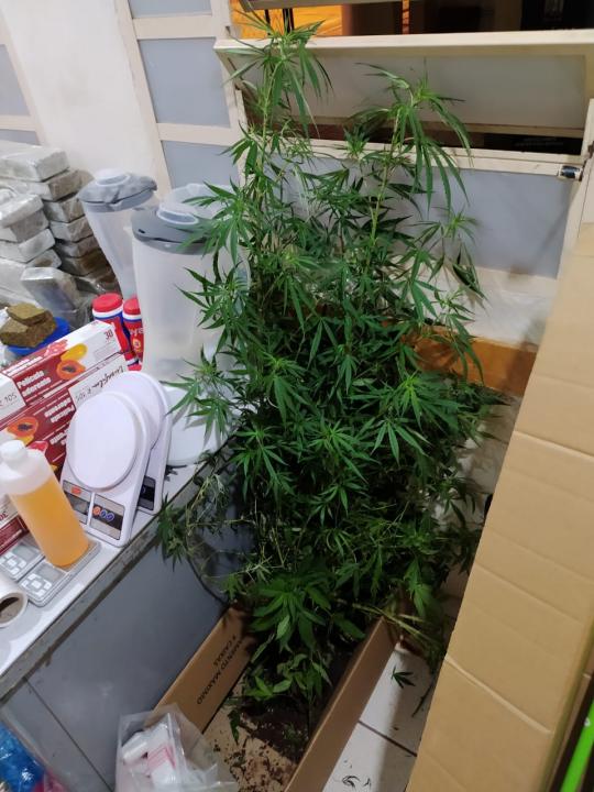 Foto 3 de 4 — Polícia apreende mais de 30 quilos de drogas e até pé de maconha no Jardim Pinheiros